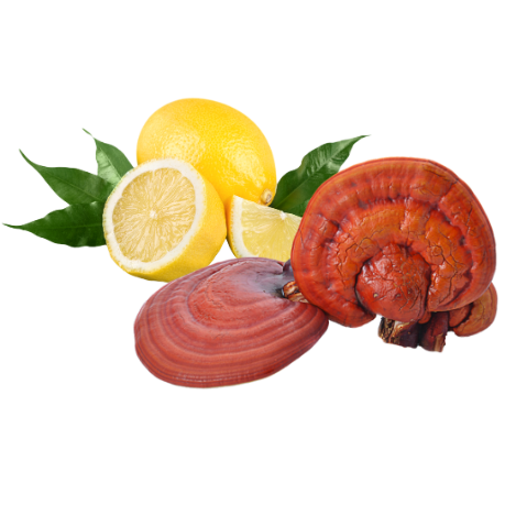 🍋 Lemon Reishi Zest Lemon Tea: Immune Support, Stress Relief & Natural Energy 2 lemon tea nutrition