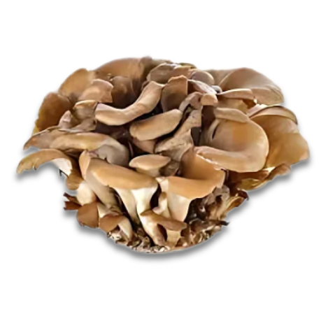Maitake Mushroom Extract Powder For Weight Management, Immunity Booster, Rich In Polysaccharides, Cholesterol Level 1 Maitake Mushroom