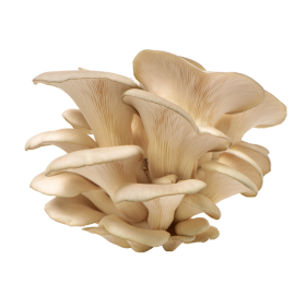 Oyster Mushroom Extract Powder Support Immunity, Rich In Antioxidants, Boost vitamin D levels, Lower bad cholesterol levels 30 Serving 1 oyster mushroom