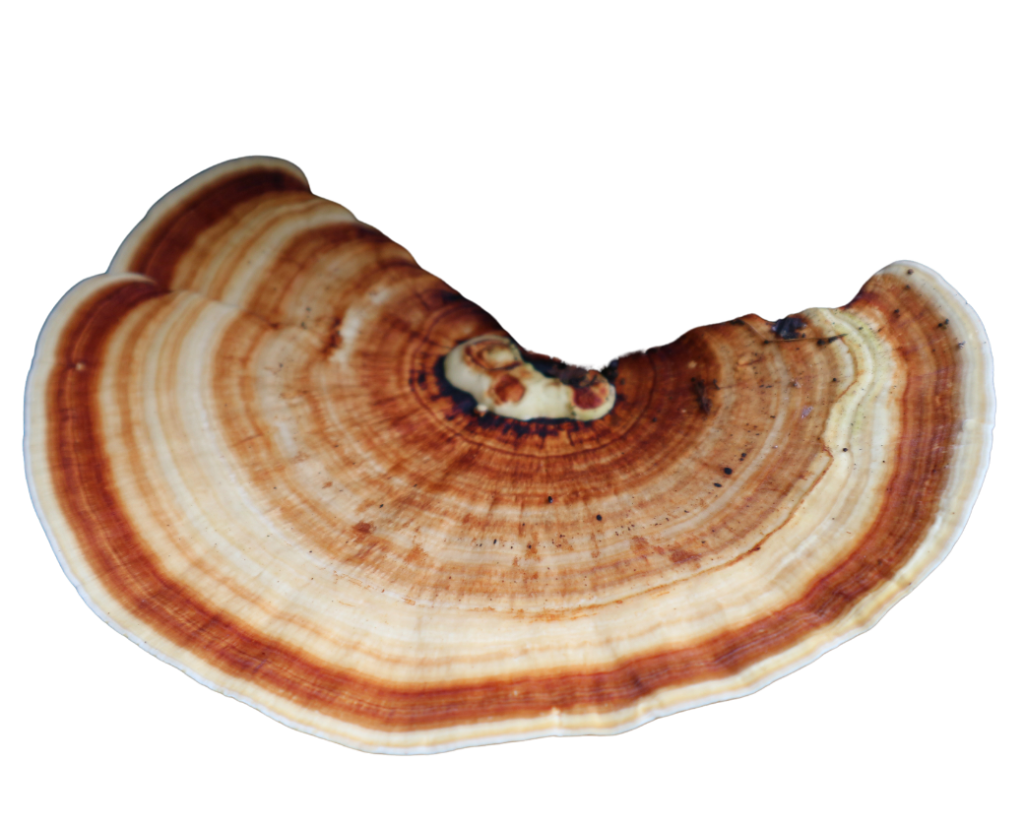Turkey Tail Mushroom Extract Powder supports gut Health, Immune Support, and Antioxidant 1 turkey tail bg remove